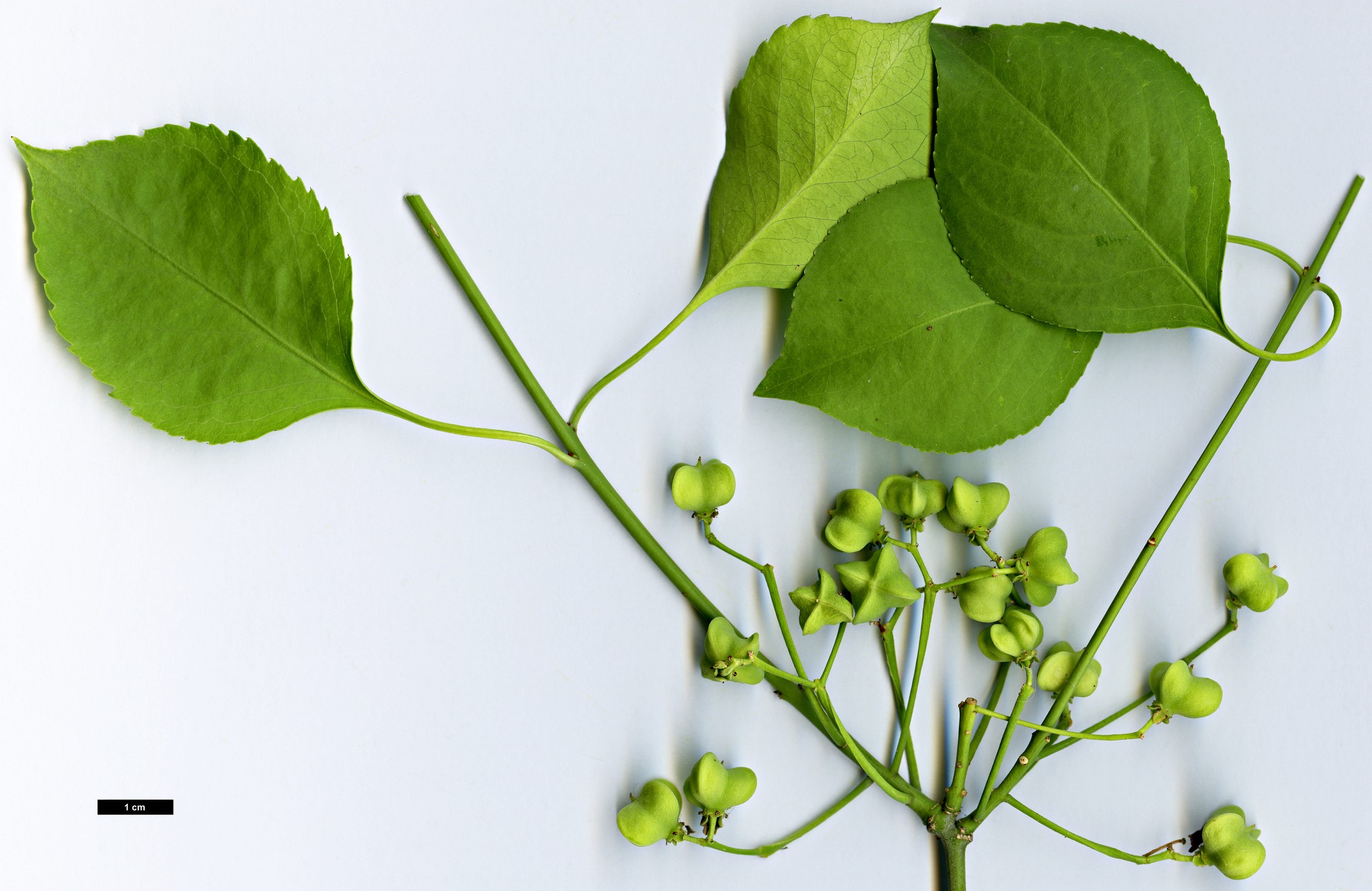 High resolution image: Family: Celastraceae - Genus: Euonymus - Taxon: bungeanus - SpeciesSub: f. pendulus